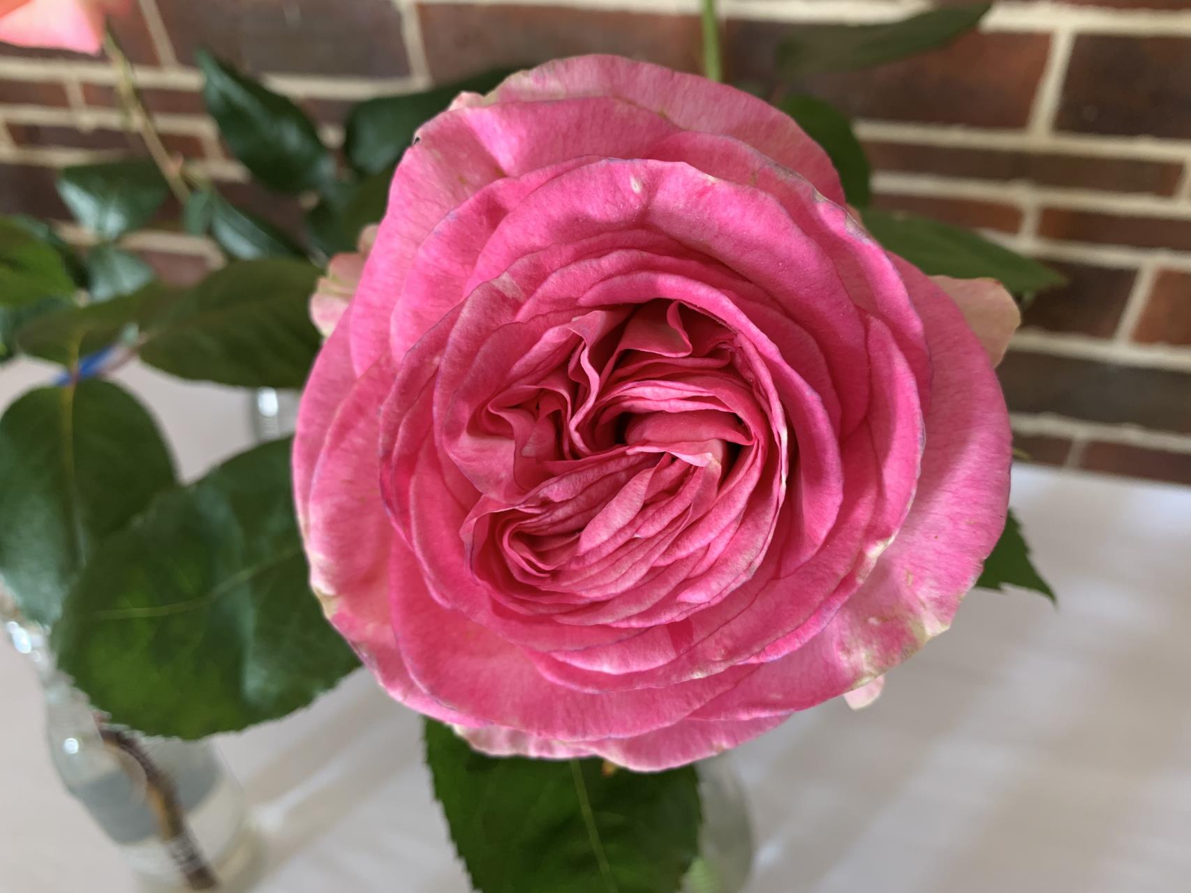 Beverley Rose Show & Quilt Exhibition