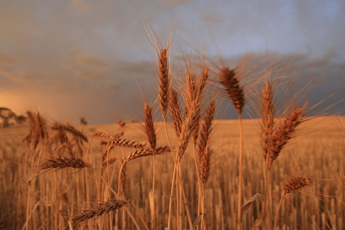 Image: Community Cropping Leases